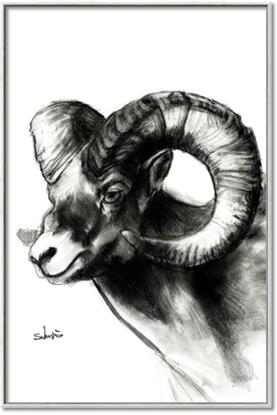 Picture of Sketched Ram