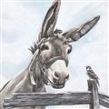 Picture of Donkey time _GroupedProduct_Square_Unframed_Print_Only_