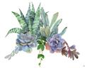 Picture of Succulent Group _GroupedProduct_Rectangle_Landscape_Unframed_Print_Only_