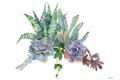 Picture of Succulent Group _GroupedProduct_Rectangle_Landscape_Unframed_Print_Only_