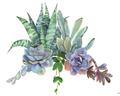 Picture of Succulent Group _GroupedProduct_Rectangle_Landscape_Unframed_Print_Only_