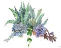 Picture of Succulent Group _GroupedProduct_Rectangle_Landscape_Unframed_Print_Only_