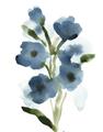 Picture of Blue Poppies II _GroupedProduct_Rectangle_Portrait_Unframed_Print_Only_