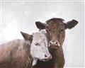 Picture of Cow buddies _GroupedProduct_Rectangle_Landscape_Unframed_Print_Only_