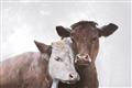 Picture of Cow buddies _GroupedProduct_Rectangle_Landscape_Unframed_Print_Only_