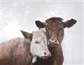 Picture of Cow buddies _GroupedProduct_Rectangle_Landscape_Unframed_Print_Only_