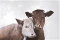 Picture of Cow buddies _GroupedProduct_Rectangle_Landscape_Unframed_Print_Only_