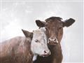 Picture of Cow buddies _GroupedProduct_Rectangle_Landscape_Unframed_Print_Only_