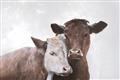 Picture of Cow buddies _GroupedProduct_Rectangle_Landscape_Unframed_Print_Only_