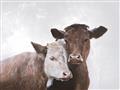 Picture of Cow buddies _GroupedProduct_Rectangle_Landscape_Unframed_Print_Only_
