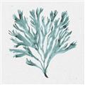 Picture of Teal Coral II  _GroupedProduct_Square_Unframed_Print_Only_