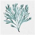 Picture of Teal Coral II  _GroupedProduct_Square_Unframed_Print_Only_