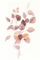 Picture of Rust Petals I  _GroupedProduct_Rectangle_Portrait_Unframed_Print_Only_