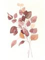 Picture of Rust Petals II  _GroupedProduct_Rectangle_Portrait_Unframed_Print_Only_