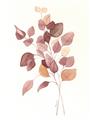 Picture of Rust Petals II  _GroupedProduct_Rectangle_Portrait_Unframed_Print_Only_