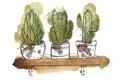 Picture of Splashed Cactus II  _GroupedProduct_Rectangle_Landscape_Unframed_Print_Only_