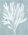 Picture of Coral Leaves II _GroupedProduct_Rectangle_Portrait_Unframed_Print_Only_
