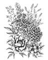 Picture of Sketched Flower II  _GroupedProduct_Rectangle_Portrait_Unframed_Print_Only_