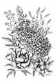 Picture of Sketched Flower II  _GroupedProduct_Rectangle_Portrait_Unframed_Print_Only_