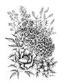 Picture of Sketched Flower II  _GroupedProduct_Rectangle_Portrait_Unframed_Print_Only_