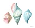 Picture of Seashells I  _GroupedProduct_Rectangle_Landscape_Unframed_Print_Only_