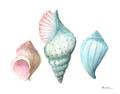 Picture of Seashells I  _GroupedProduct_Rectangle_Landscape_Unframed_Print_Only_