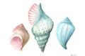 Picture of Seashells I  _GroupedProduct_Rectangle_Landscape_Unframed_Print_Only_