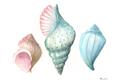 Picture of Seashells I  _GroupedProduct_Rectangle_Landscape_Unframed_Print_Only_