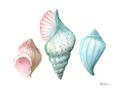 Picture of Seashells I  _GroupedProduct_Rectangle_Landscape_Unframed_Print_Only_