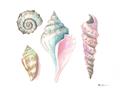 Picture of Seashells II  _GroupedProduct_Rectangle_Landscape_Unframed_Print_Only_