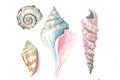 Picture of Seashells II  _GroupedProduct_Rectangle_Landscape_Unframed_Print_Only_
