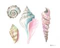 Picture of Seashells II  _GroupedProduct_Rectangle_Landscape_Unframed_Print_Only_