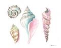 Picture of Seashells II  _GroupedProduct_Rectangle_Landscape_Unframed_Print_Only_