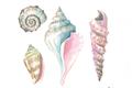 Picture of Seashells II  _GroupedProduct_Rectangle_Landscape_Unframed_Print_Only_