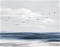Picture of Birds in the sky _GroupedProduct_Rectangle_Landscape_Unframed_Print_Only_