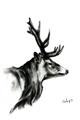 Picture of Sketched Deer side  _GroupedProduct_Rectangle_Portrait_Unframed_Print_Only_