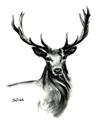 Picture of Sketched Deer  _GroupedProduct_Rectangle_Portrait_Unframed_Print_Only_