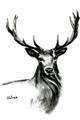 Picture of Sketched Deer  _GroupedProduct_Rectangle_Portrait_Unframed_Print_Only_