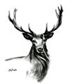 Picture of Sketched Deer  _GroupedProduct_Rectangle_Portrait_Unframed_Print_Only_