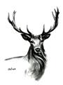 Picture of Sketched Deer  _GroupedProduct_Rectangle_Portrait_Unframed_Print_Only_