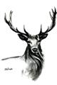 Picture of Sketched Deer  _GroupedProduct_Rectangle_Portrait_Unframed_Print_Only_