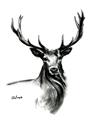 Picture of Sketched Deer  _GroupedProduct_Rectangle_Portrait_Unframed_Print_Only_