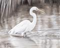 Picture of Wading Egret _GroupedProduct_Rectangle_Landscape_Unframed_Print_Only_