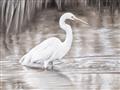 Picture of Wading Egret _GroupedProduct_Rectangle_Landscape_Unframed_Print_Only_