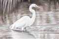 Picture of Wading Egret _GroupedProduct_Rectangle_Landscape_Unframed_Print_Only_
