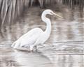 Picture of Wading Egret _GroupedProduct_Rectangle_Landscape_Unframed_Print_Only_