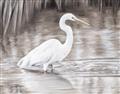 Picture of Wading Egret _GroupedProduct_Rectangle_Landscape_Unframed_Print_Only_