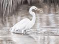 Picture of Wading Egret _GroupedProduct_Rectangle_Landscape_Unframed_Print_Only_