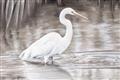 Picture of Wading Egret _GroupedProduct_Rectangle_Landscape_Unframed_Print_Only_
