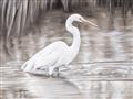 Picture of Wading Egret _GroupedProduct_Rectangle_Landscape_Unframed_Print_Only_